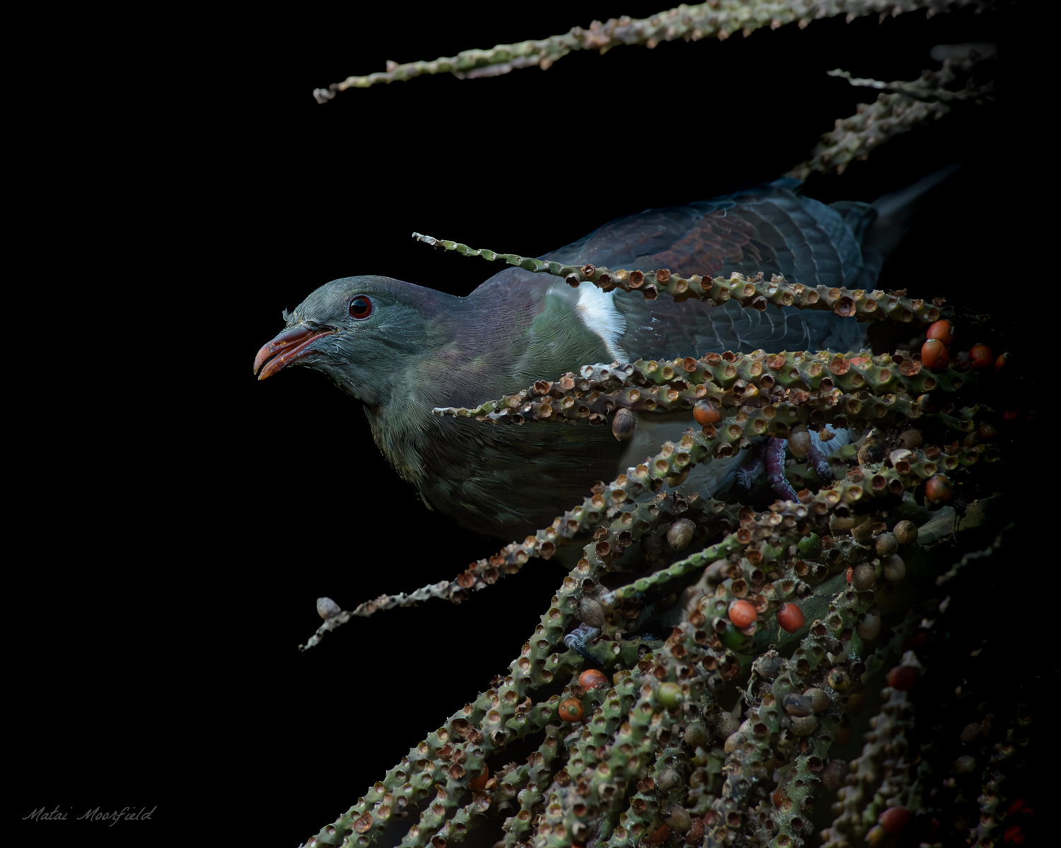 Native Wood Pigeon eating Nikau palm berries - fine art New Zealand bird photo